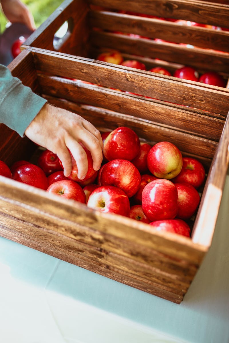 A hand picks ripe and juicy red apples from a rustic wooden crate, emphasizing a fresh harvest.