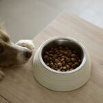 Voeding voor je trouwe viervoeter